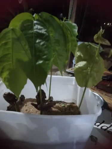 Muda de cacau   coisa linda 