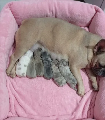 Lindos Filhotes de Bulldog Francês 