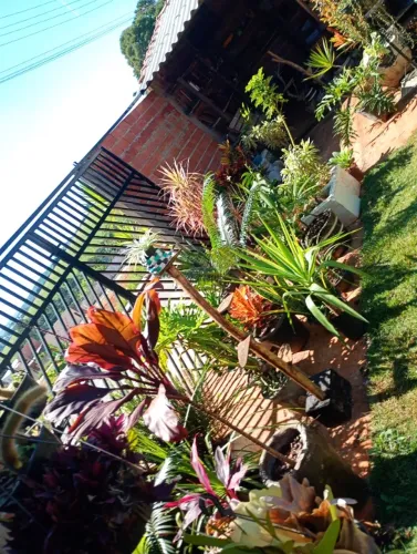 Plantas
