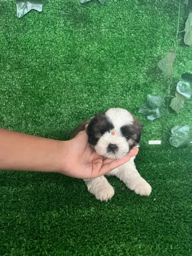 Filhotes de shih tzu fêmea e macho