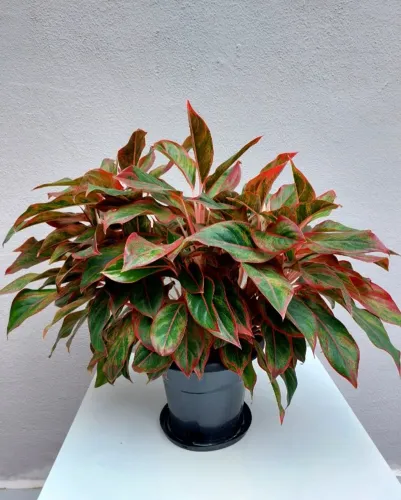 Vaso com Aglaonema Creta