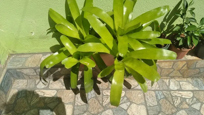 Bromelia