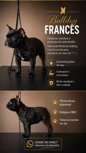 Vendas de Buldogue francês 