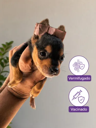 Pinscher mini disponível