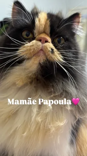 Filhote gato persa show