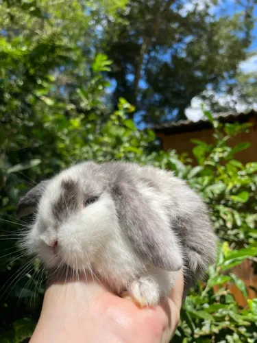 Mini Lop Uruguaio 