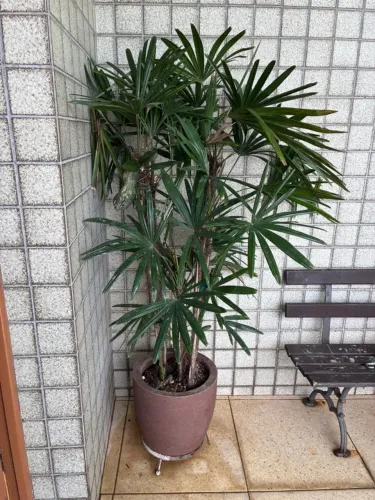 Vendo Palmeira - Ráfis ( Rhapis excelsa). Conhecida como palmeira dama.