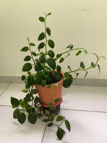 Plantas para deixar seu ambiente ainda mais lindo