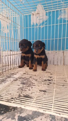 Rottweiler cabeça de touro somente fêmea chama *