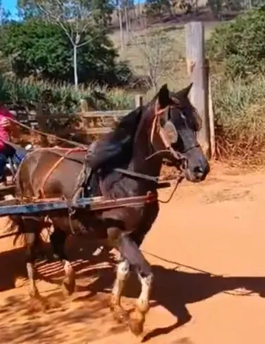 Cavalo Preto para Charrete