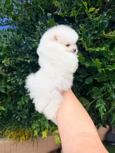 Lulu da pomerania 