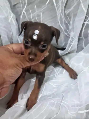 Filhotes de Pinscher disponível miniatura 