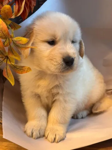 filhote de Golden 50 dias