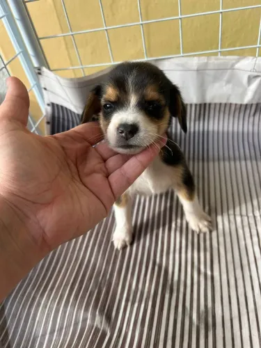 Filhote de Beagle o parceiro perfeito para dias cheios de diversão