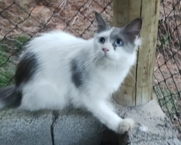 Gato macho Maine coon adulto