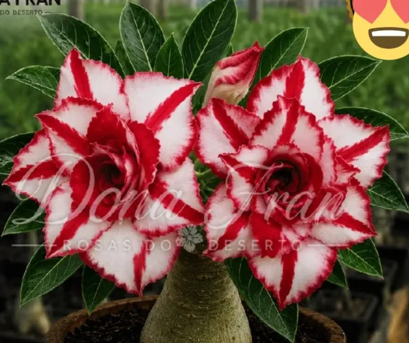 Rosa do deserto com entrega grátis