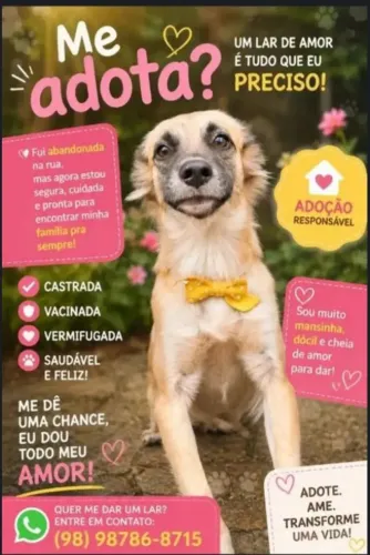 Cachorrinhas CASTRADAS para ADOÇÃO RESPONSÁVEL