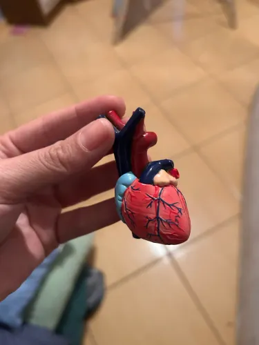 Modelo anatômico