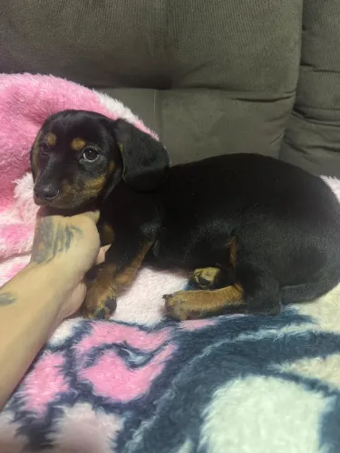 Cachorrinho dachshund (linguicinha)