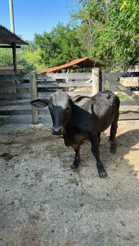 Mini Boizinho