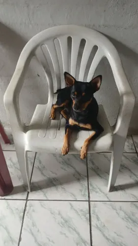 Pinscher todo vacinado 