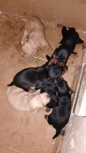 Filhote pinscher cachorro n1