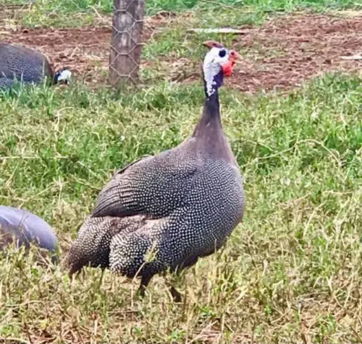 Ovos de galinha da angola gigante francesa