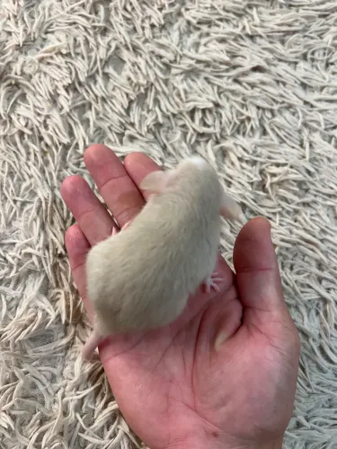 Rato para pet 