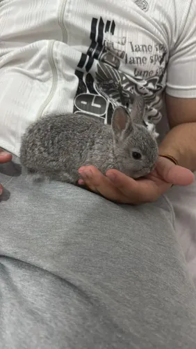 Coelho mini, entrego junto o feno, ração e serragem