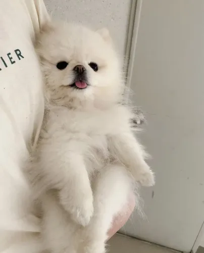 Queridinha filhote de Spitz alemão fêmea Lulu da pomerania 