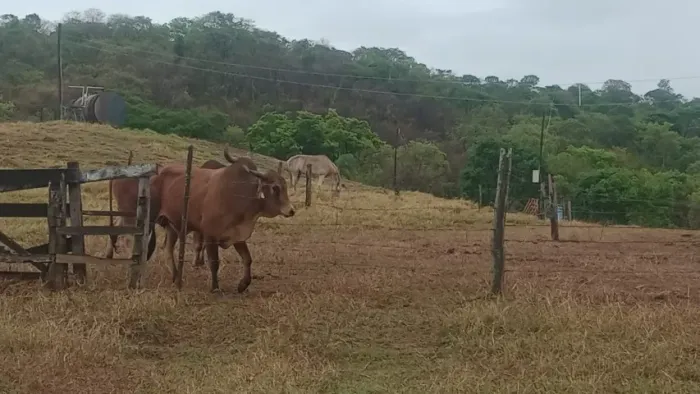 Garrotes mestico sindi 
