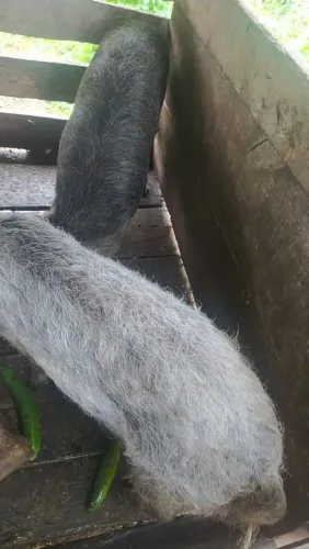 Vendo leitoas mouras pra matriz   