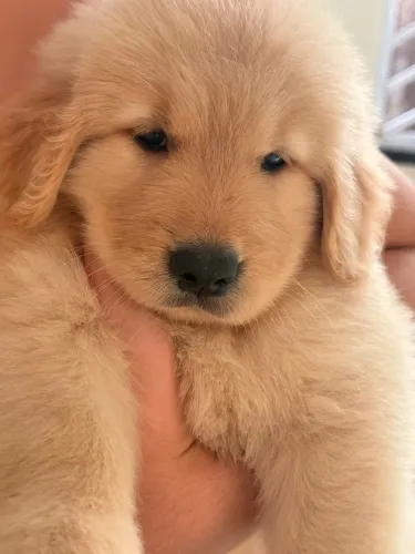 Filhotes de Golden