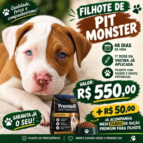 Filhote de pitmonster