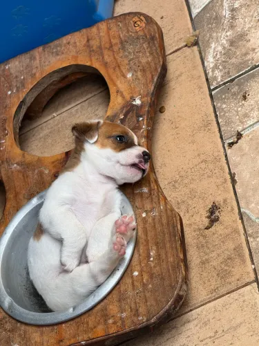 Filhote de Jack Russel