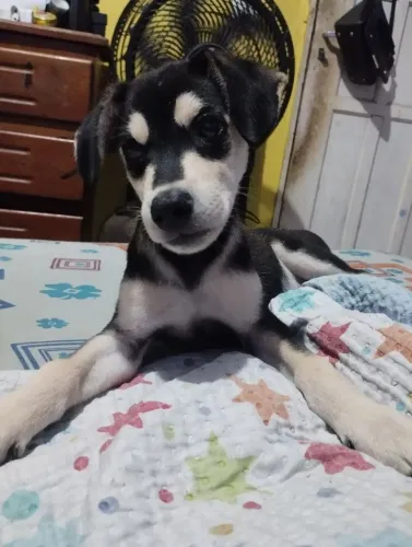 Cachorro para doação