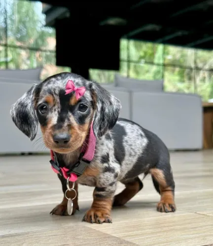 Basset teckel linda e docil 