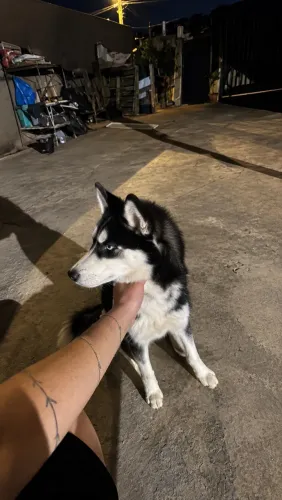 Husky Siberiano