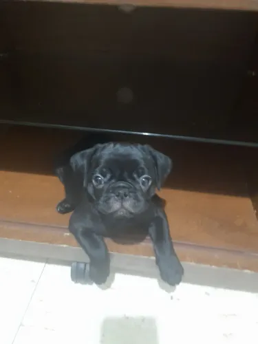 Pug Macho