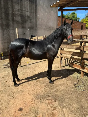 Cavalo