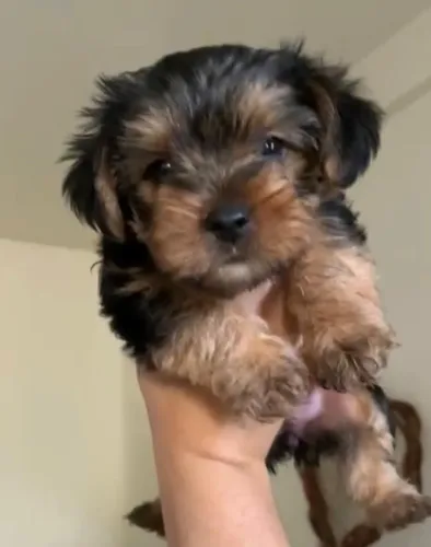 Yorkshire terrier pequeno, valente