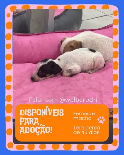 Cachorrinhos Filhotes para adoção 