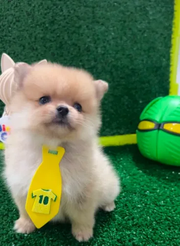 Lulu da Pomerania
