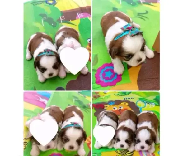 Vendo filhotes de Shitzu disponível para reserva 
