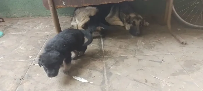 Filhote Cachorro pastor alemão capa preta nascimento 08/04  só tenho 2 fêmeas e um manho.