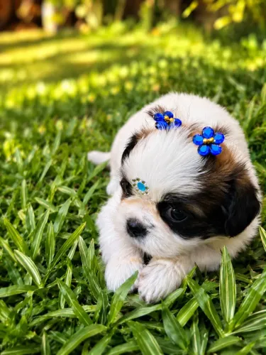 Shihtzu