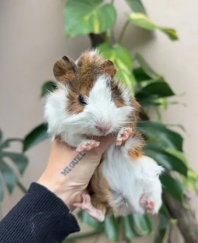 Porquinho da índia