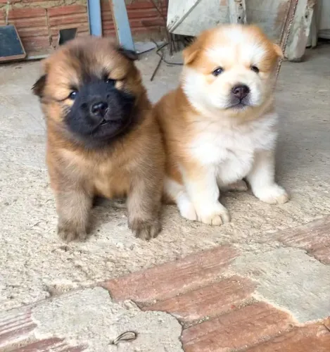 Vendo cachorro chow-chow duas raça diferente se quiser entro em contato *