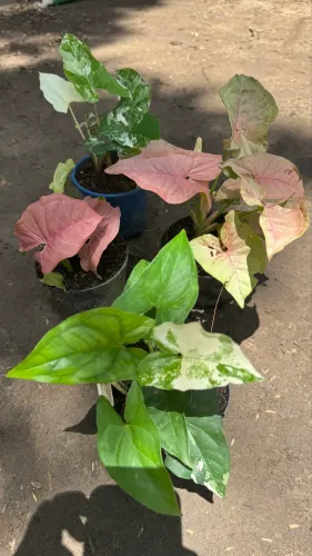 Plantas