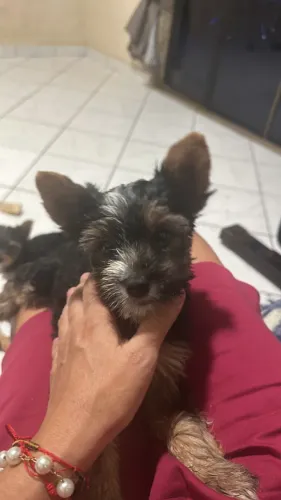 Yorkshire filhote tricolor macho 4 meses